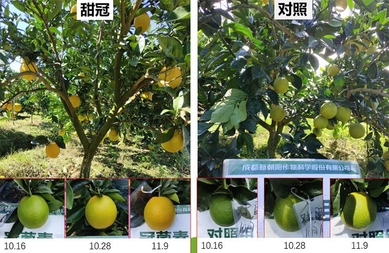 成都新朝陽(yáng)COR冠菌素入選“2025中國(guó)農(nóng)業(yè)重大新產(chǎn)品”